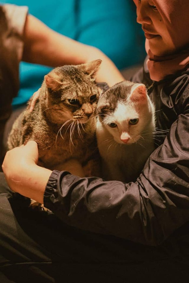 Girl hugging 2 cats