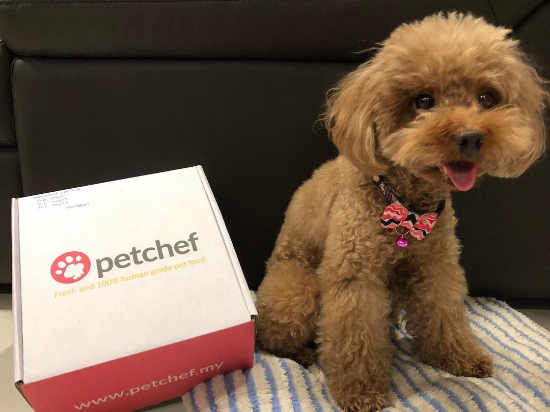 dog posing with petchef delivery