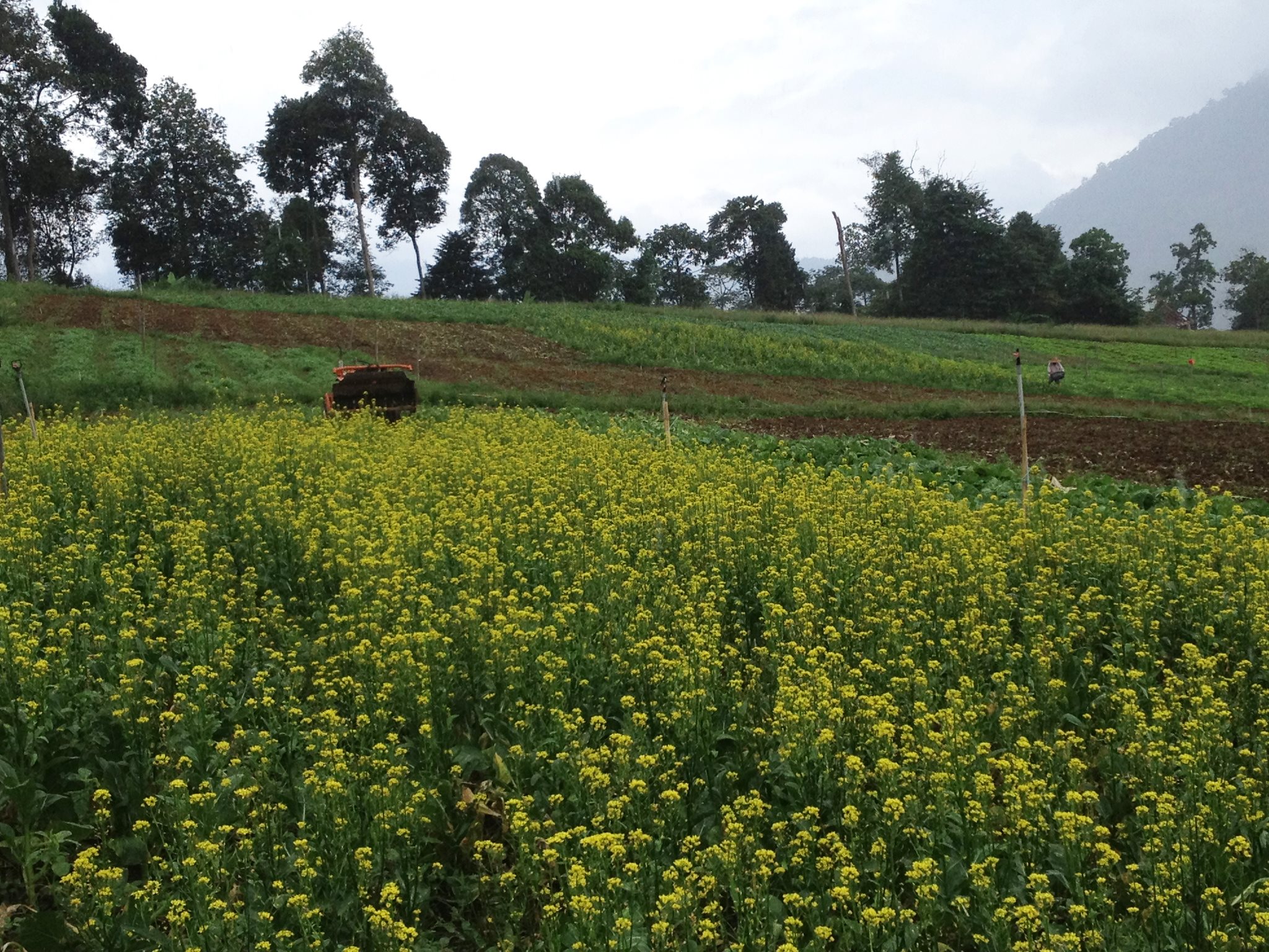 farm in Bukit Tinggi