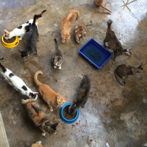 11 Places To Volunteer With Animals In M'sia If You Always Feed Strays