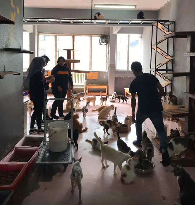 Volunteer with animals at S.I Shelter (1)