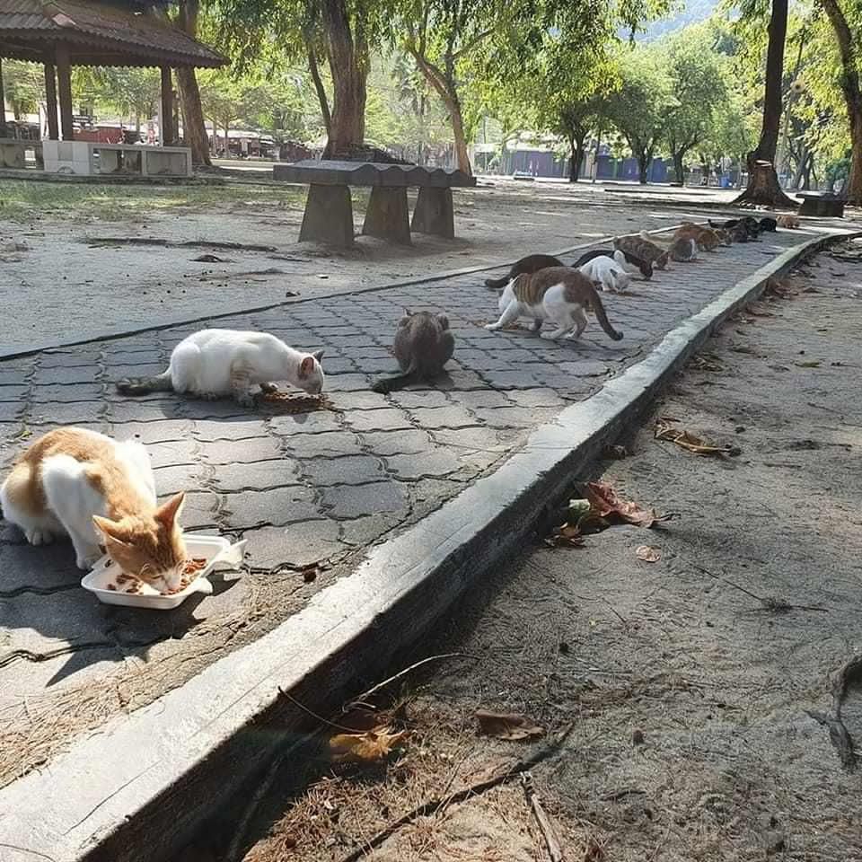 Cats eating on the pavement
