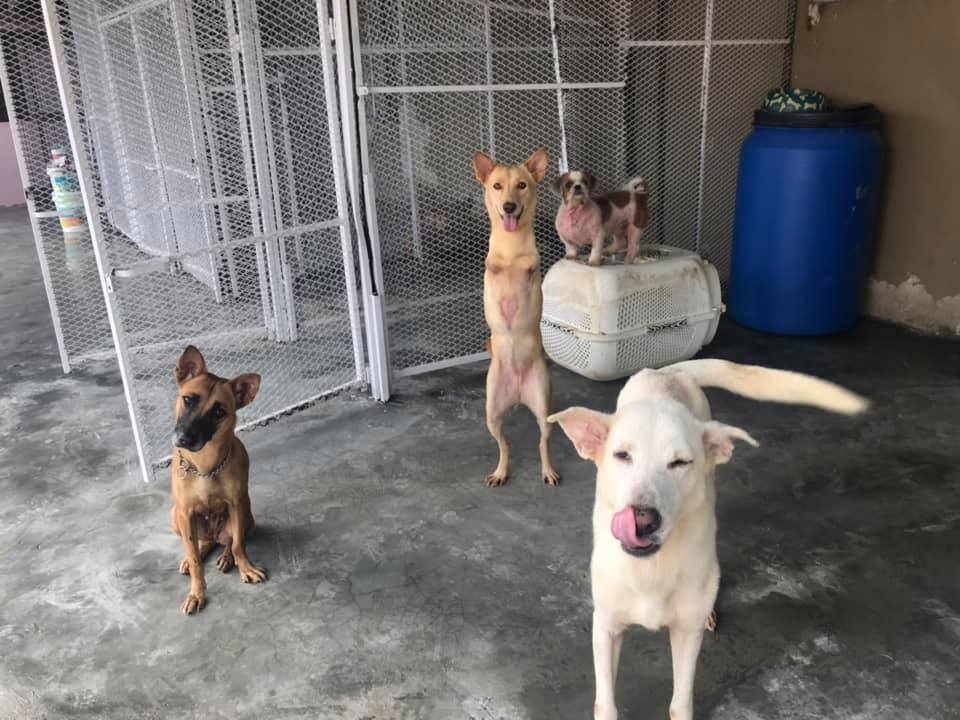 Volunteer with animals at S.I Shelter (3)