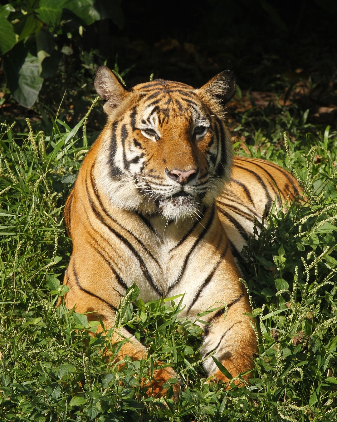 Malaysian tiger