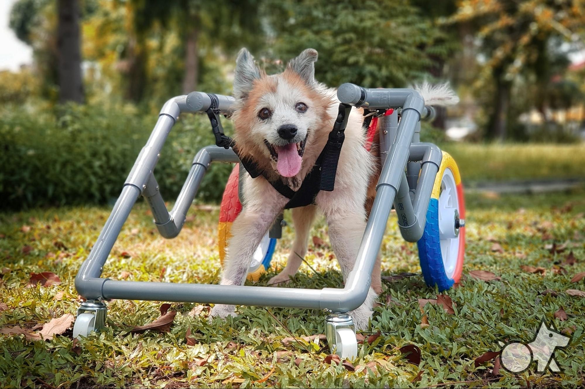 wheelchairs for dogs