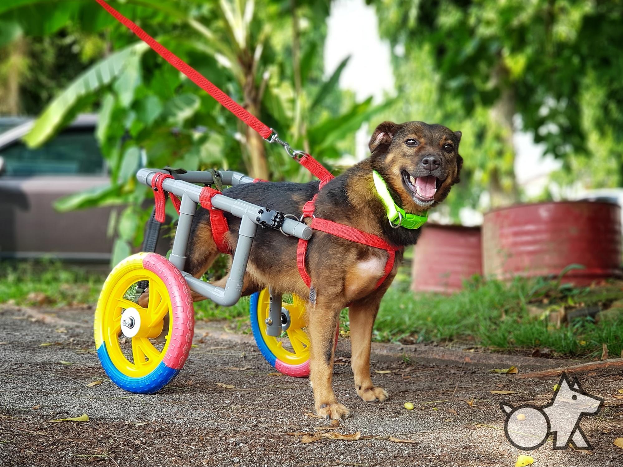 wheelchair for dogs