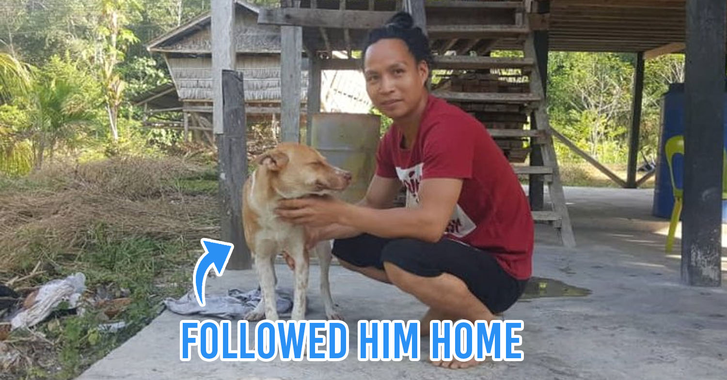 Man Walks 70KM To Get Home During MCO Lost Dog Joins Him