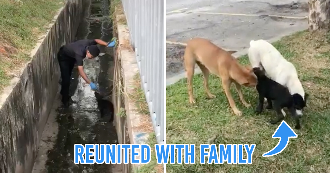 M'sian policeman rescues stray dog