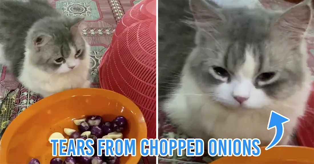 Viral M'sian cat cries over chopped onions