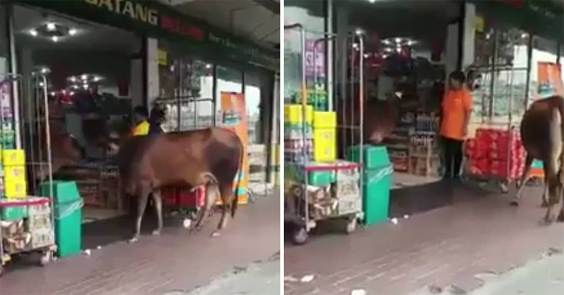 Cows spotted shopping at 99 Mart