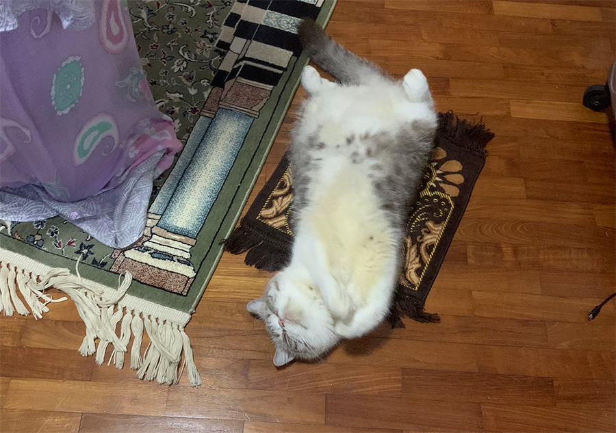 Cat naps on mat 