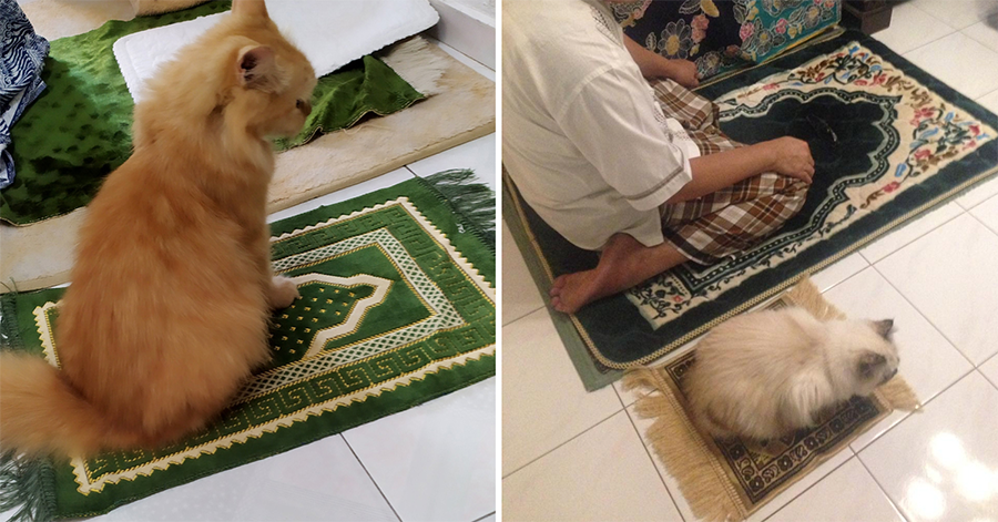 Cat observes prayer times
