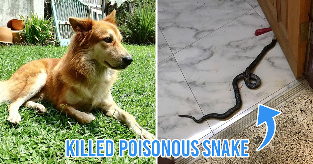 Dog sacrifices life to save family from poisonous snake