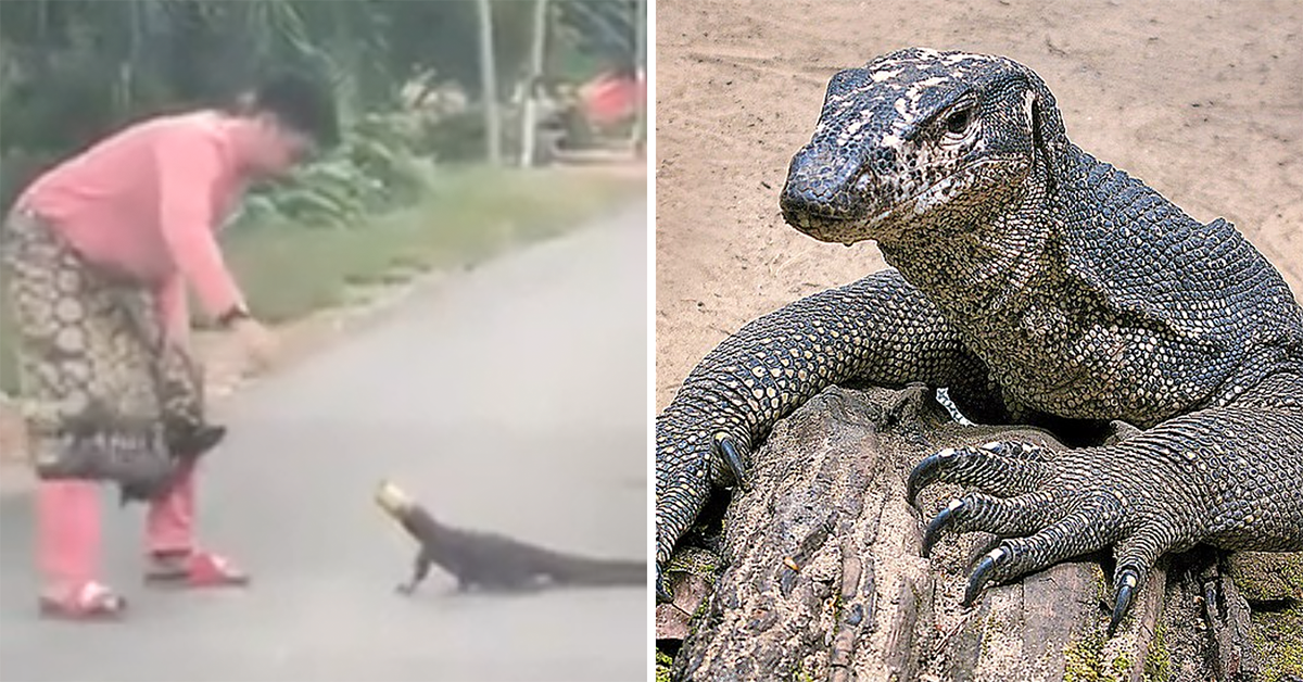 Malaysian man helps out monitor lizard