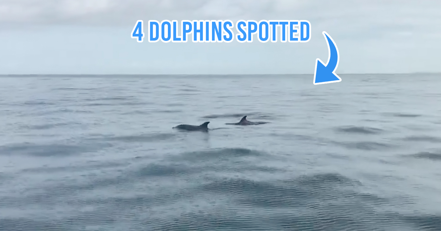 Dolphins spotted in Port Dickson