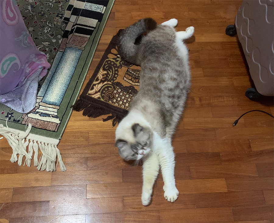 Cat stretches out on mat