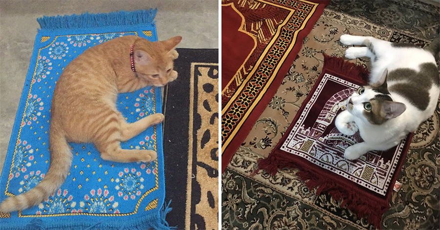 Cat rests on prayer mats