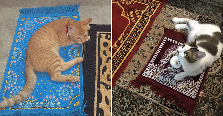 Cat Owners Get Their Cats Tiny Prayer Mats So They Too Could Address The  Holy - I Can Has Cheezburger?