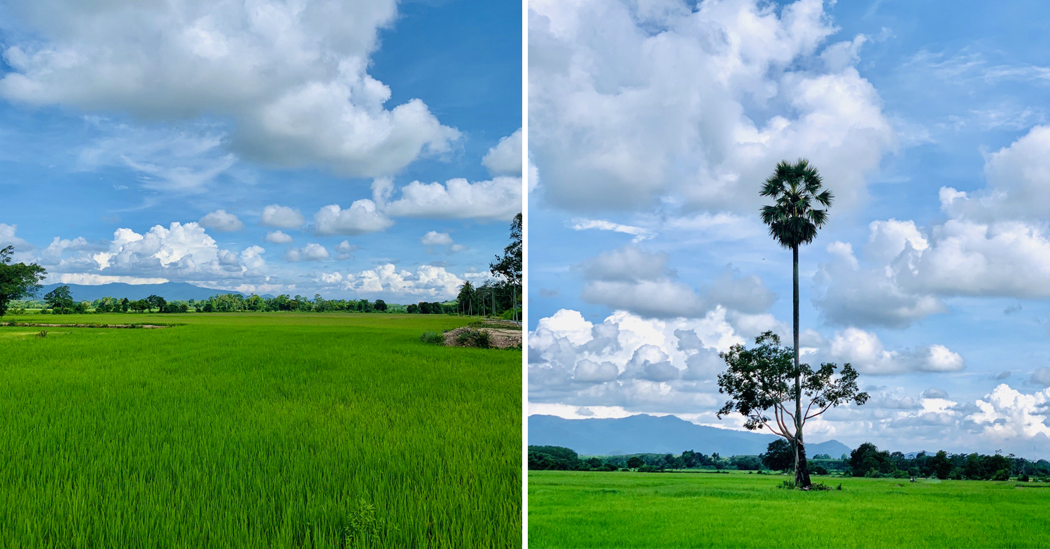 Kedah paddy fields
