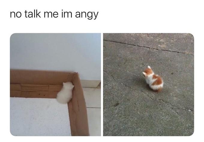 Angy Cat Meme