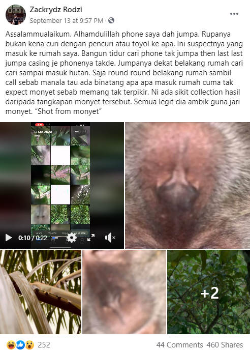 monkey steals phone selfie