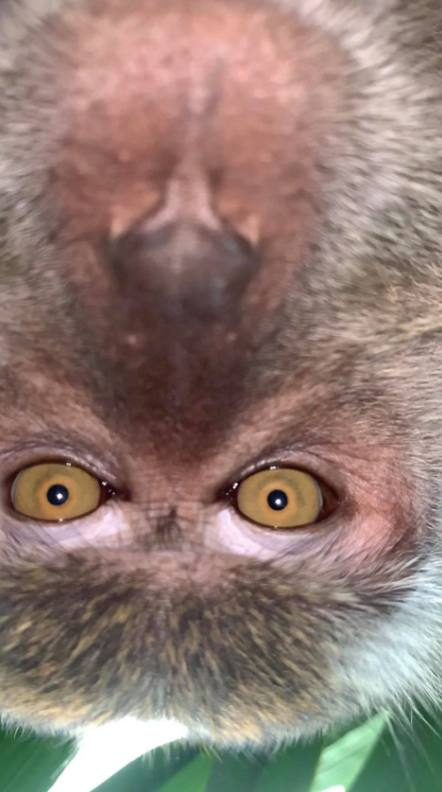 monkey steals phone to selfie