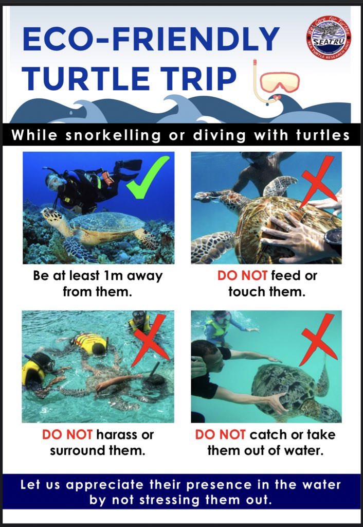 guidelines on not disturbing turtles in the sea
