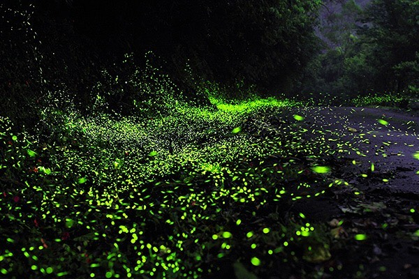 Jeram Kuala Selangor - Kuala Selangor fireflies 