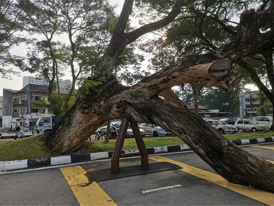 Slumping tree in Taiping, Perak
