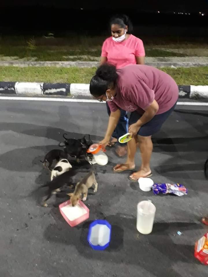 family feeding puppies milk