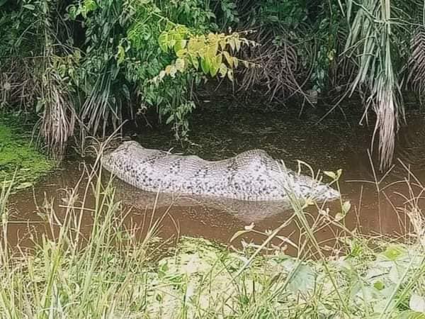python in a ditch