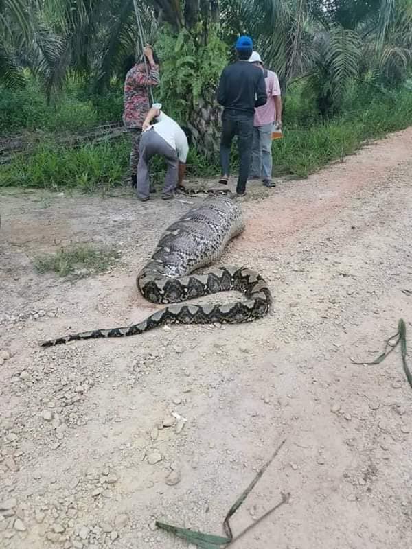 bomba and villagers capturing python