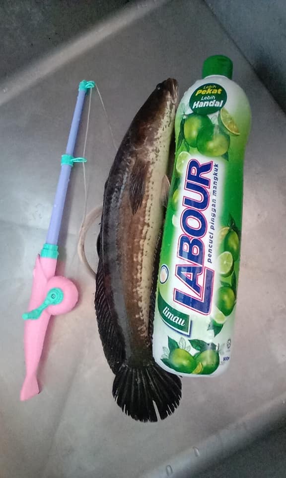 real fish caught using a toy fishing rod