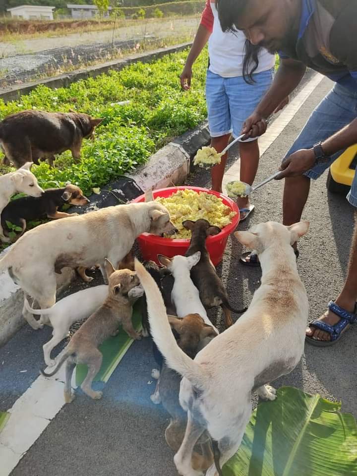family feeding stray dogs rice
