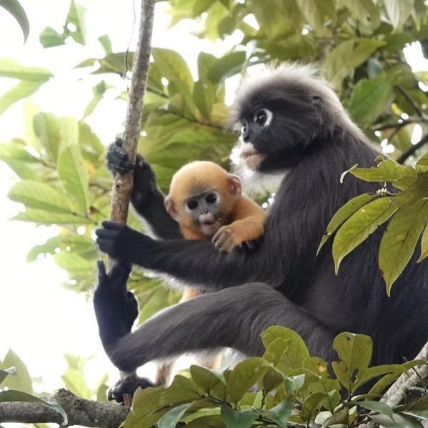 Penang Sunset Spots - The Habitat Penang Hill monkeys