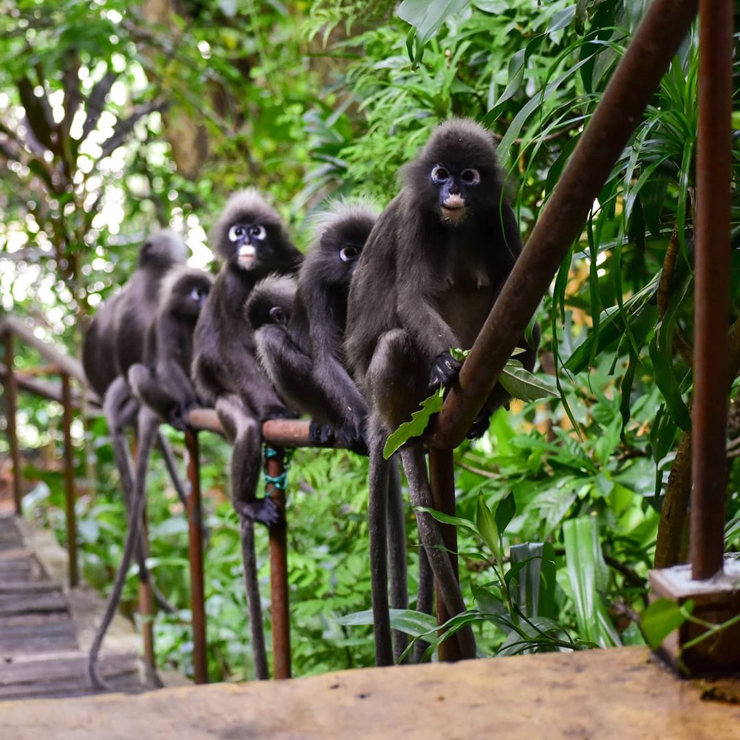 Penang Sunset Spots - Tree Monkey Restaurant back to nature dining