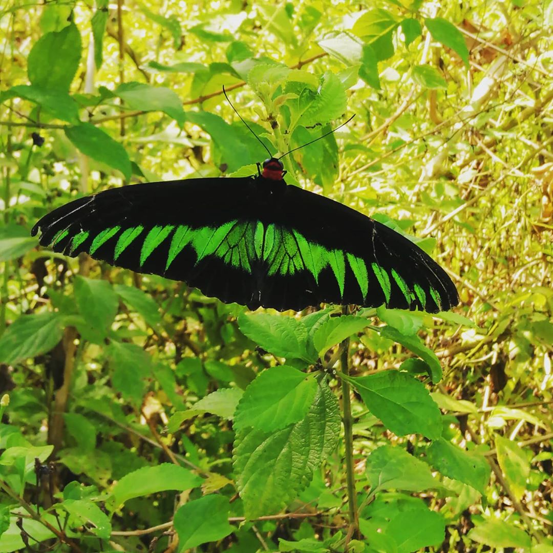Penang Sunset Spots - The Habitat Penang Hill Butterfly Bank