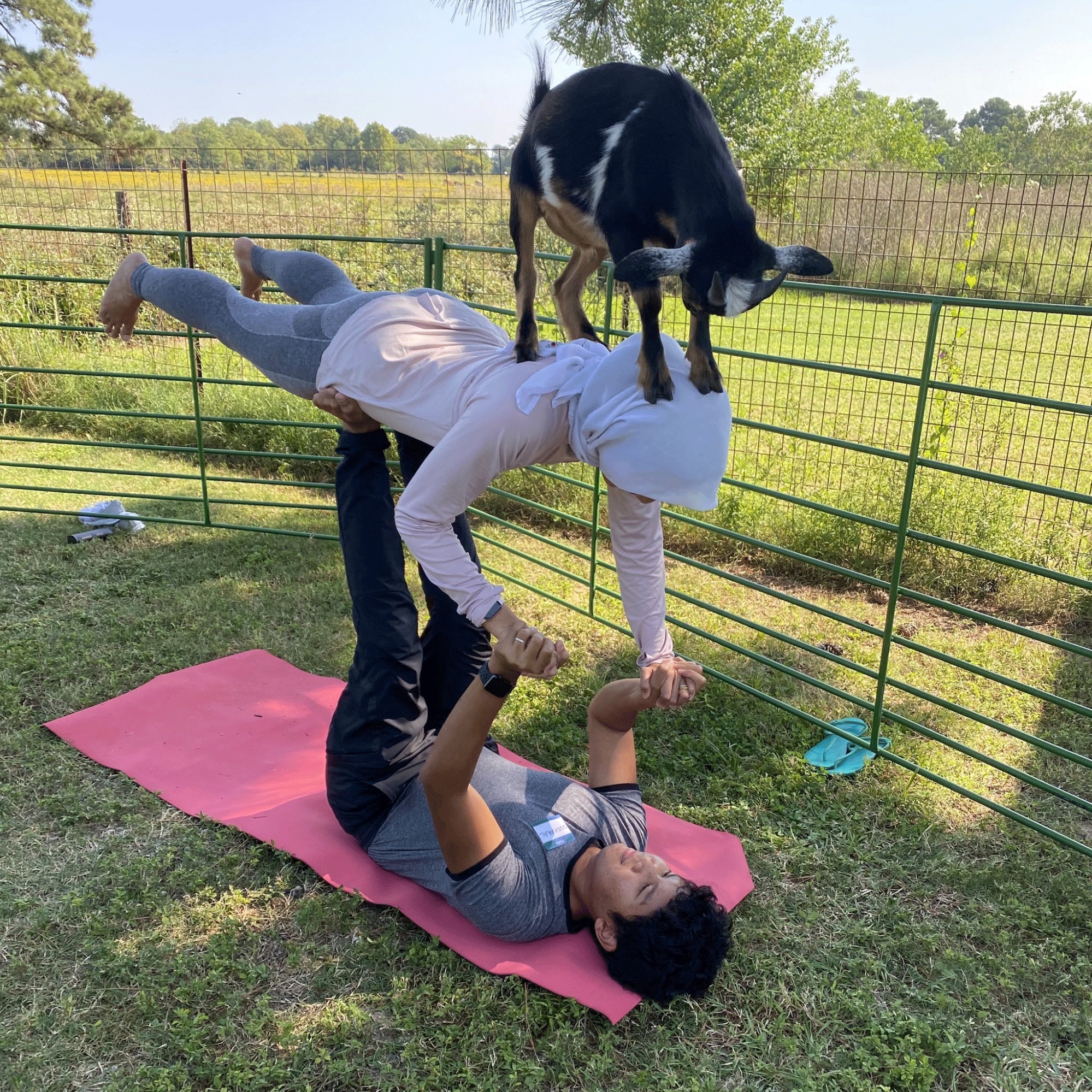 Yoga with goats craze: 4 other animals to namaste with, Health News -  AsiaOne