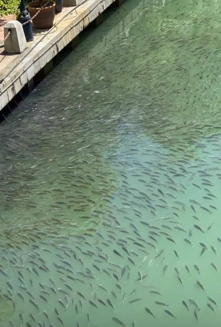 fishes in sungai melaka