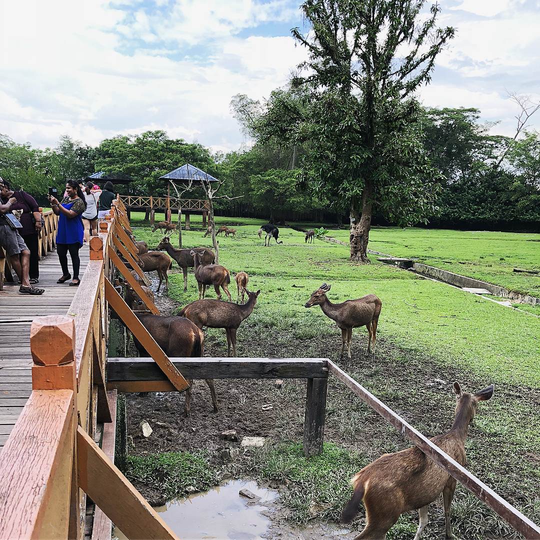 Things To Do Johor Bahru - Johor Zoo