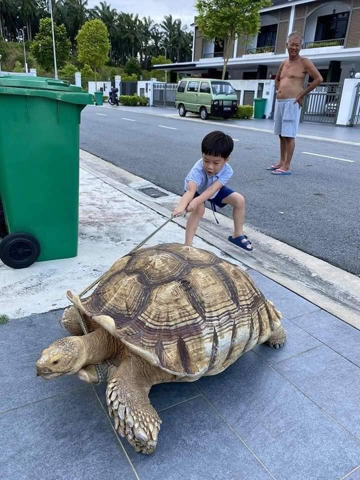 young boy tugging at tortoise's leash