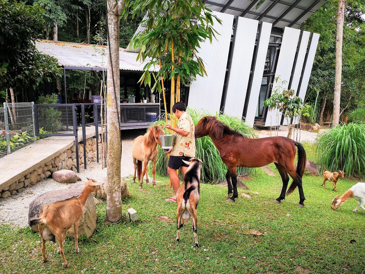 farm animals at tanah larwina