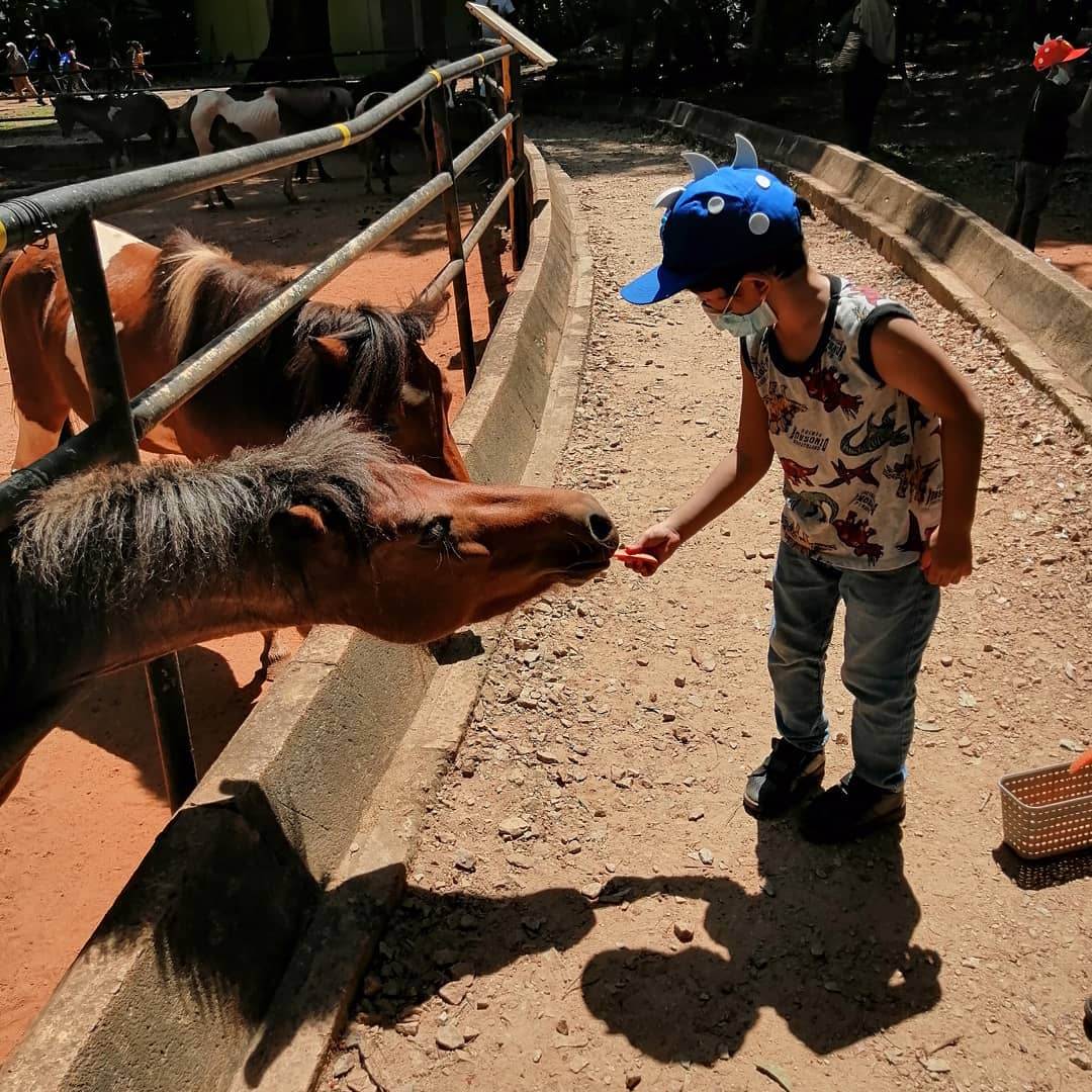 Zoo Melaka Dinosaur Encounter - animal feeding
