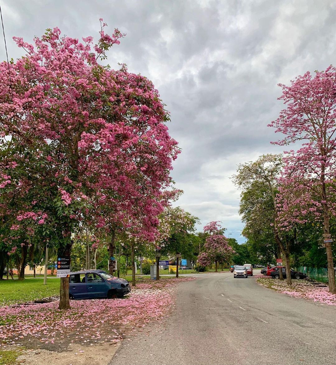 Tecome trees in full bloom in Malaysia - Cyberjaya