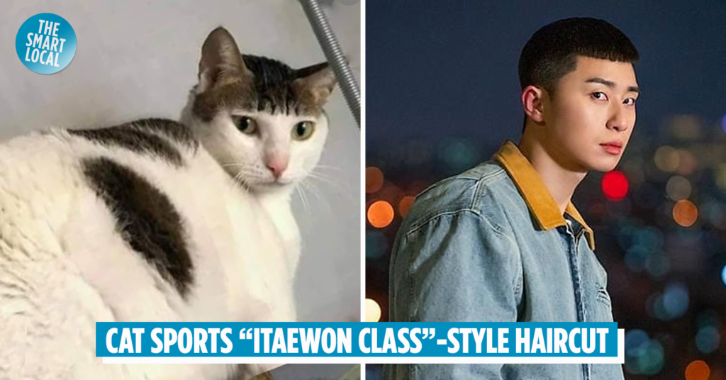 Cat With Park Seo-Joon's Itaewon Class 