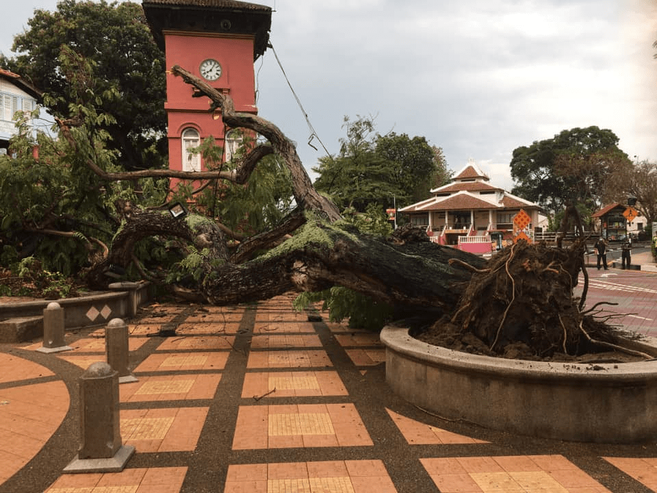 Fallen heritage tree in Melaka's iconic Dutch Square - tree