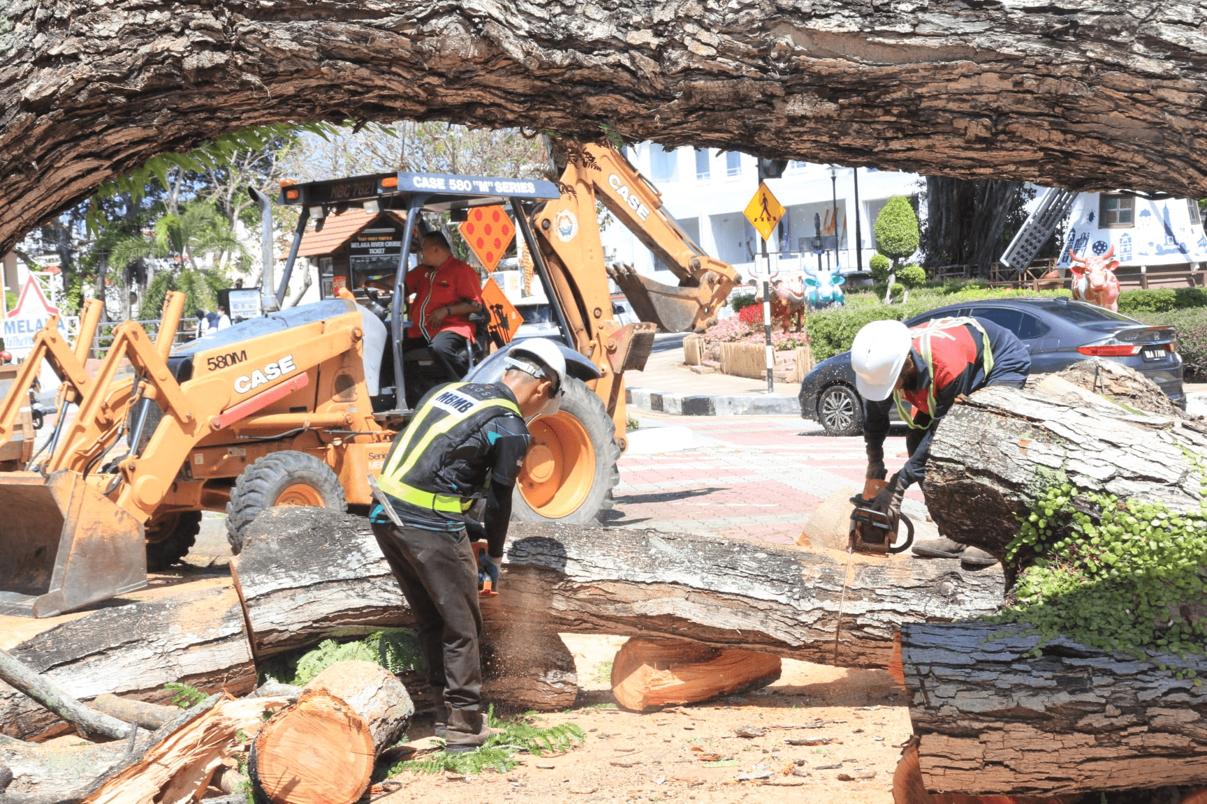 Fallen heritage tree in Melaka's iconic Dutch Square - clean up 