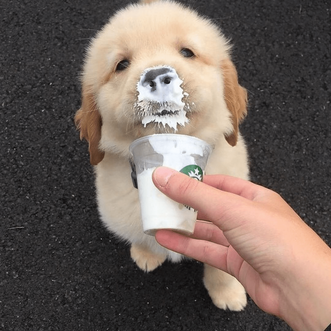 Dog Pajama - Pup Cup