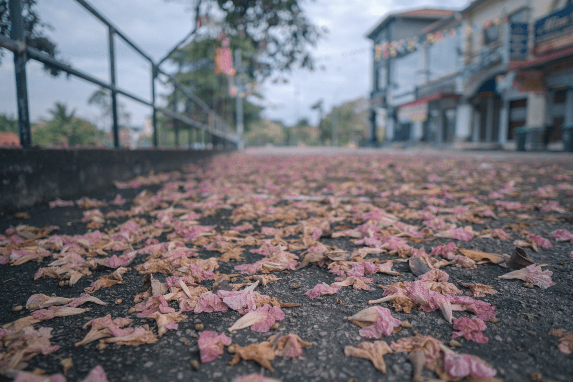 Tecoma trees leave behind trail of flowers on cars and sidewalks - flowers