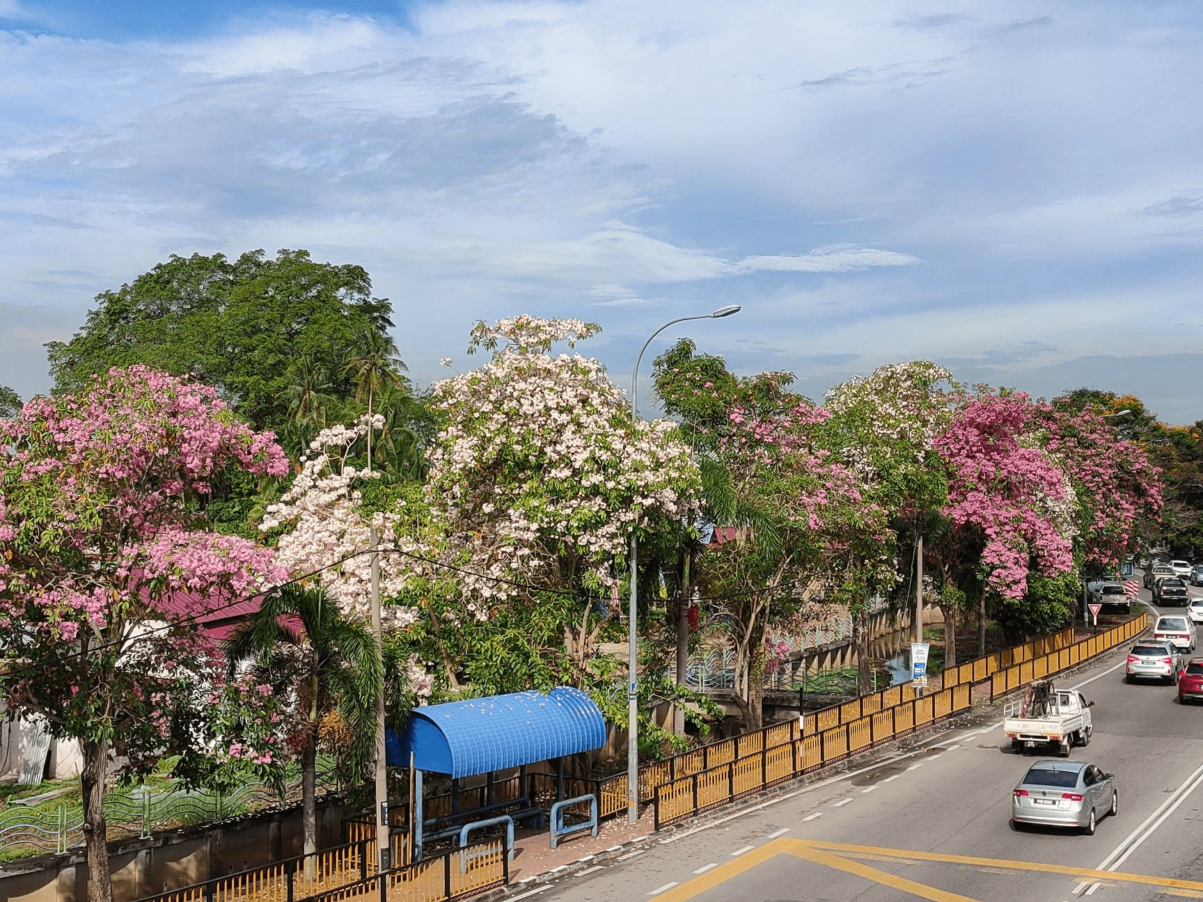 Tecome trees in full bloom in Malaysia - Penang
